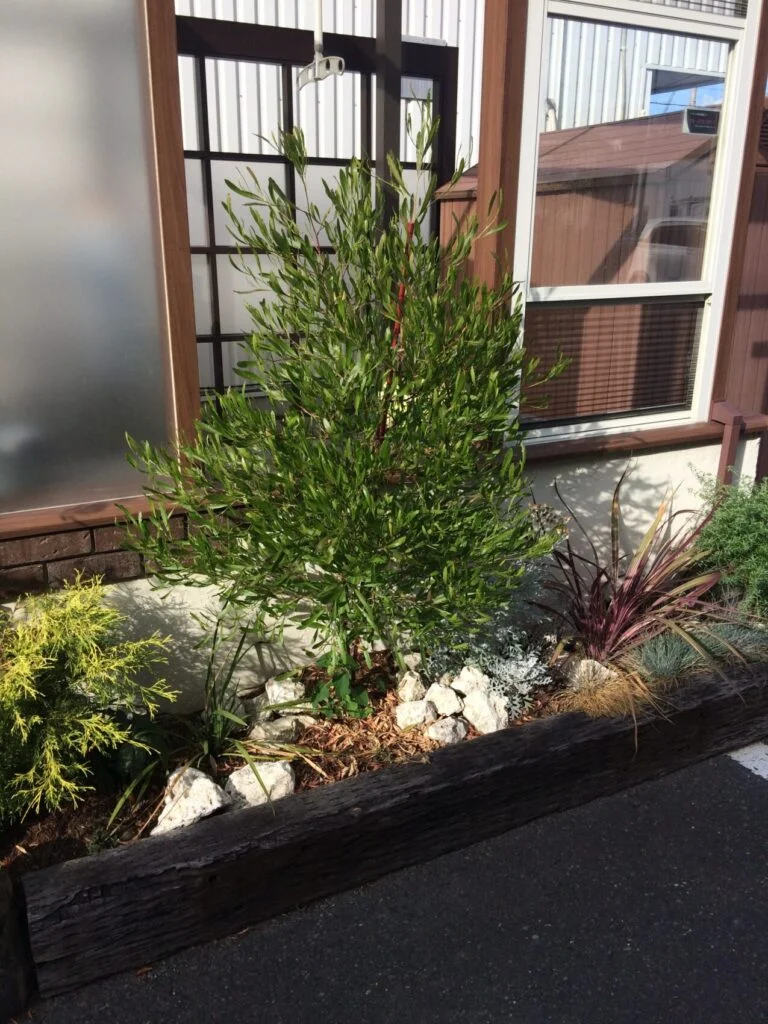 イチオシのシンボルツリー