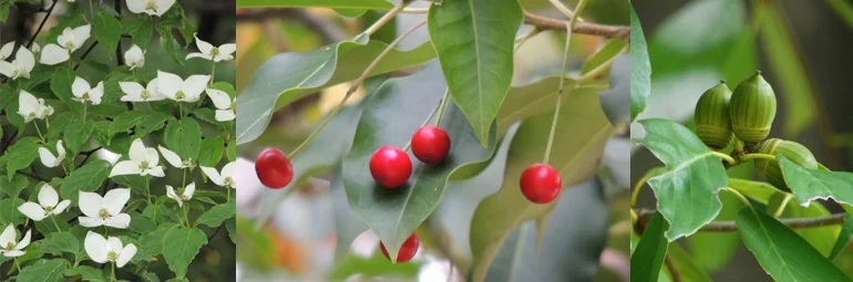 実はこんなにある!和モダンの庭とエクステリアに合う植物とアイテム | 滋賀・京都・大阪のエクステリアと外構工事 | SOTOYA