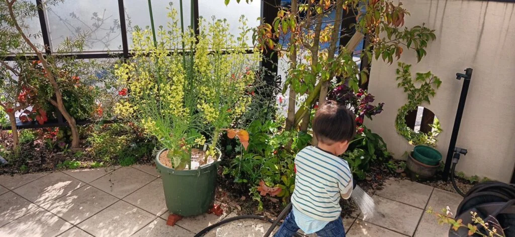 春　植物のみずやりの時期になってきました