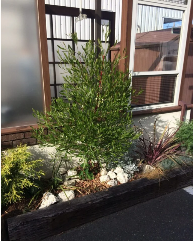 イチオシのシンボルツリー