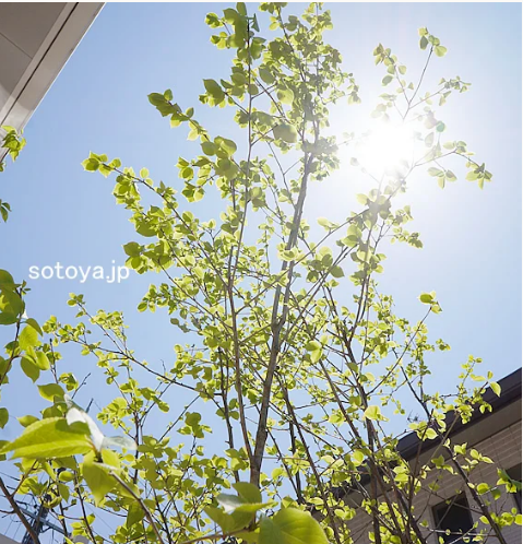 ナチュラルなお庭