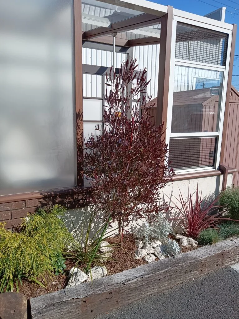 おススメのシンボルツリー　完！