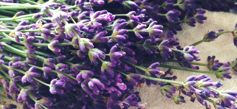 薬草に注目！体の不調を和らげてくれる薬草を育ててみよう