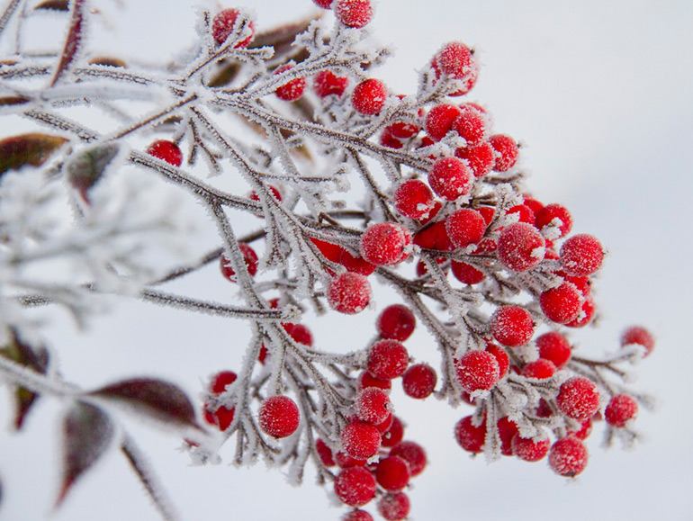 庭植えの植物を雪や霜柱から守る防寒対策とは？ | 滋賀・京都・大阪のエクステリアと外構工事 | SOTOYA