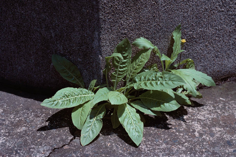 しつこい庭の雑草にはこれ！環境にやさしい雑草対策 | 滋賀・京都